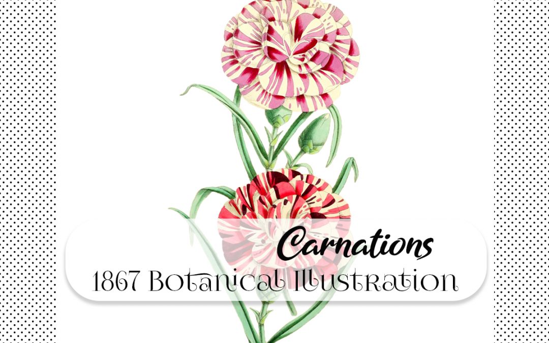 1867 Botanical Illustration – Carnations